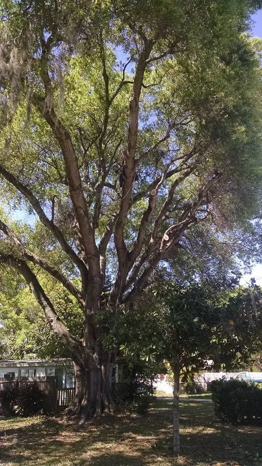 Top-rated landscape installation experts serving Lakeland, FL - Tree Rehab