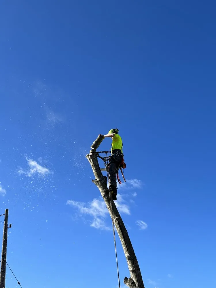 Local garden landscaping for year-round maintenance in Englishtown, NJ by Tree ReLeaf