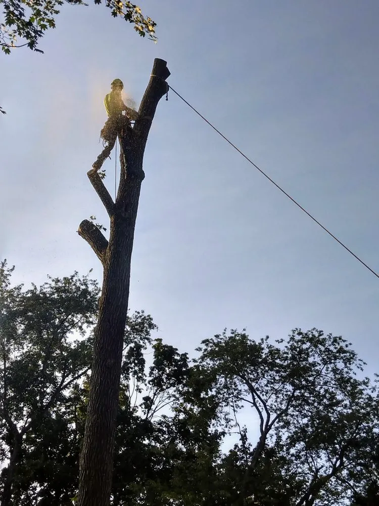 Custom lawn care service for beautiful yards in Englishtown, NJ by Tree ReLeaf