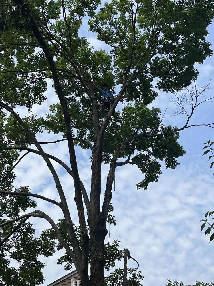 Expert landscaping services in Englishtown, NJ - Tree ReLeaf