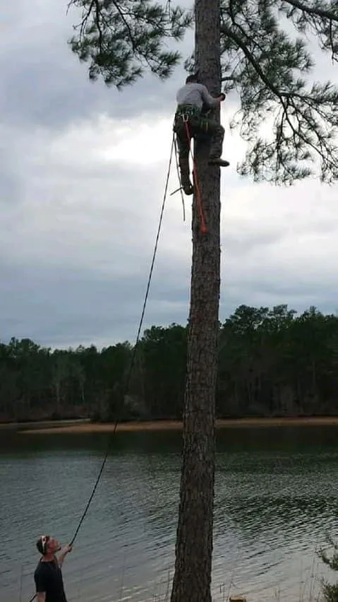 Top-rated yard cleanup service in Saluda, SC by Tree Removal and Landscaping