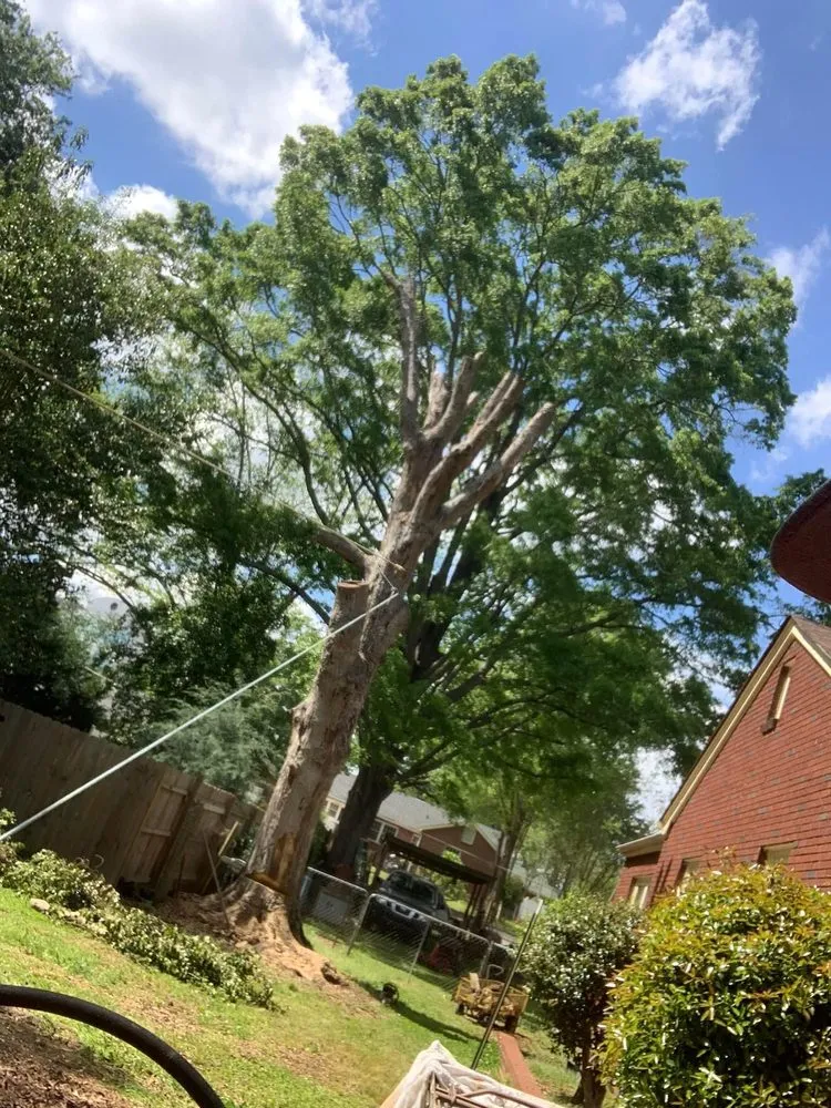 Reliable landscaping services in Saluda, SC - Tree Removal and Landscaping