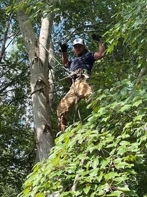 Tree Removal and Landscaping