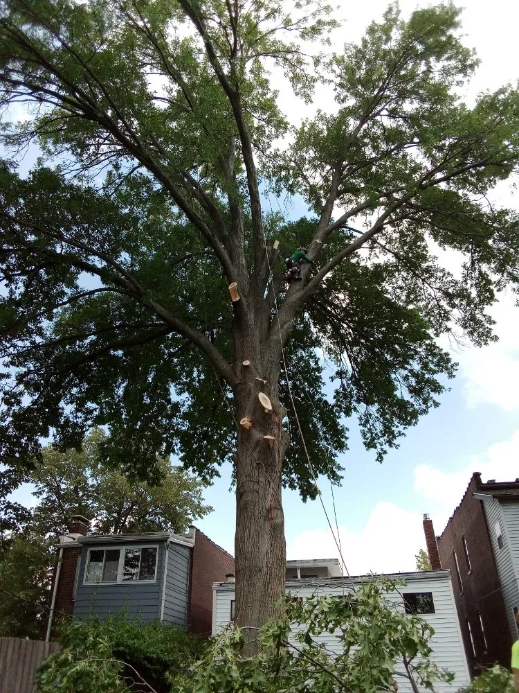 Professional yard maintenance experts serving St. Louis, MO - Tree Removal And Lawn Service