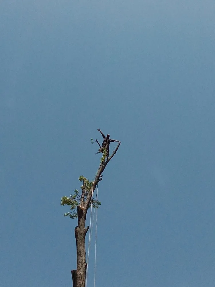 Custom yard maintenance for outdoor upgrades in St. Louis, MO by Tree Removal And Lawn Service