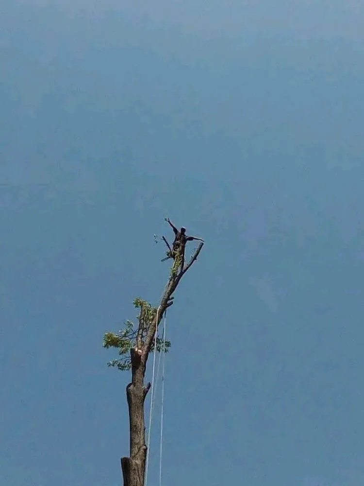 Local residential landscaping in St. Louis, MO by Tree Removal And Lawn Service