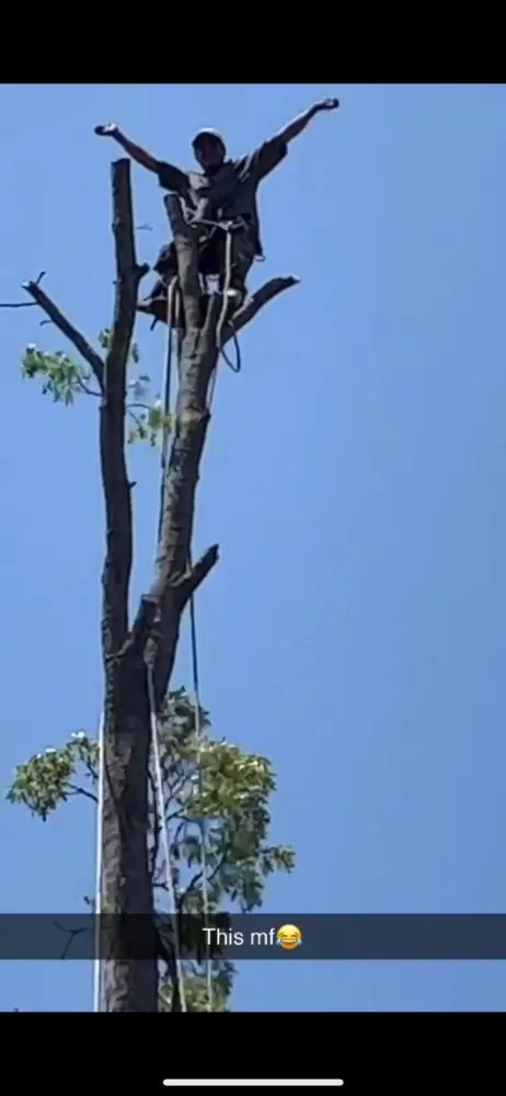 Reliable landscape installation in St. Louis, MO - Tree Removal And Lawn Service