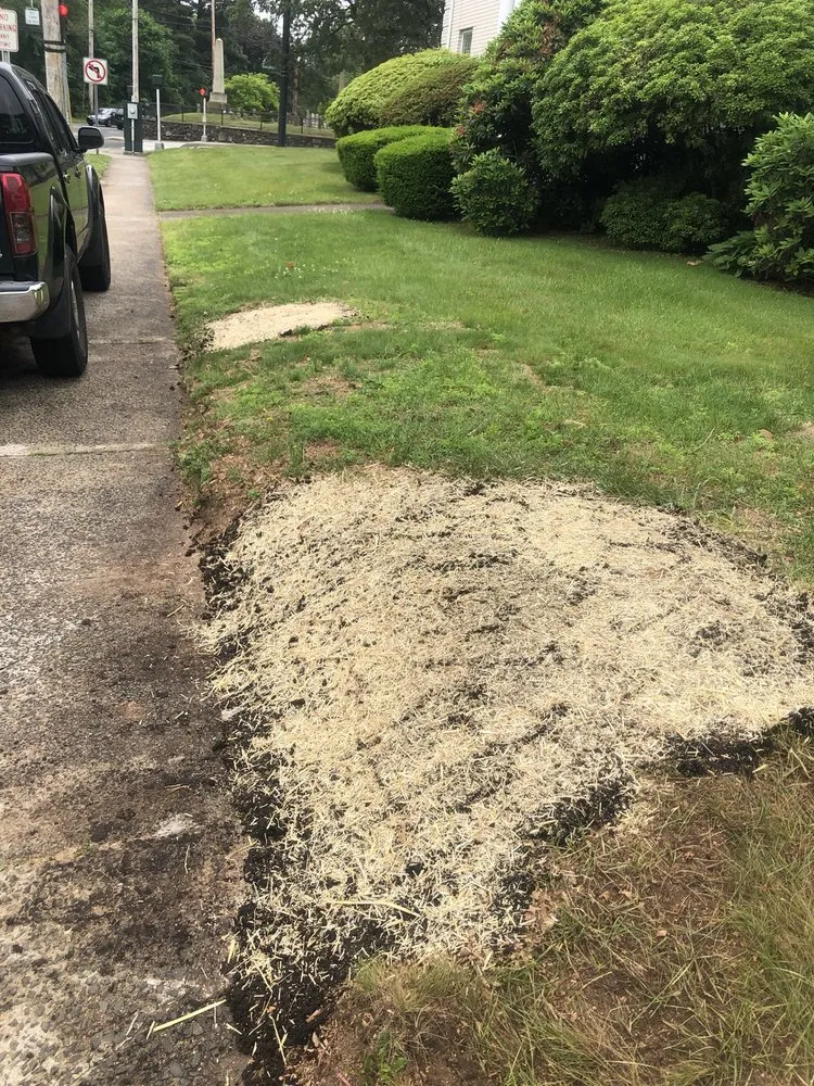 Professional yard cleanup service experts serving Hamden, CT - Tree Removal by Tom Mathews