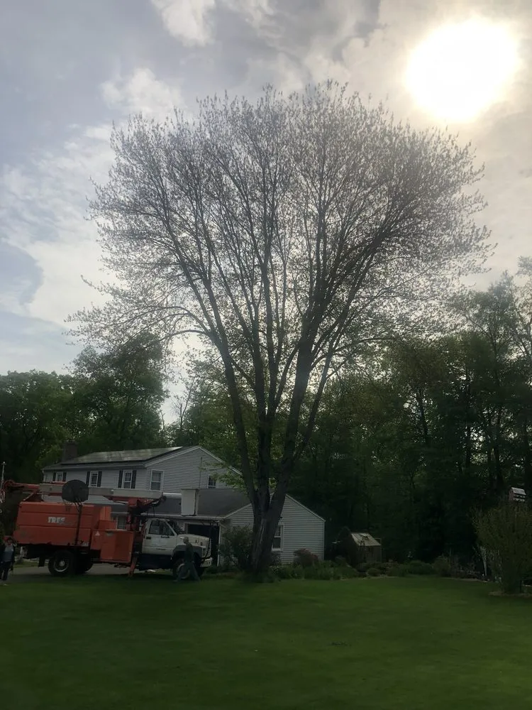 Affordable lawn care service in Hamden, CT by Tree Removal by Tom Mathews