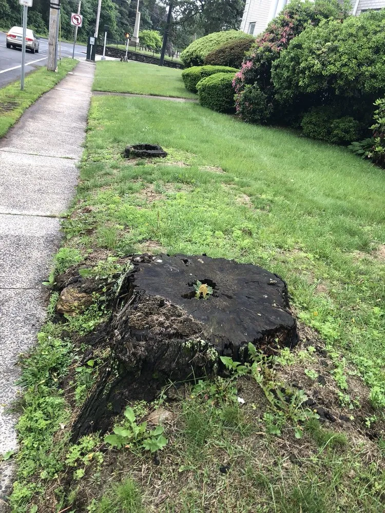 Expert residential landscaping experts serving Hamden, CT - Tree Removal by Tom Mathews