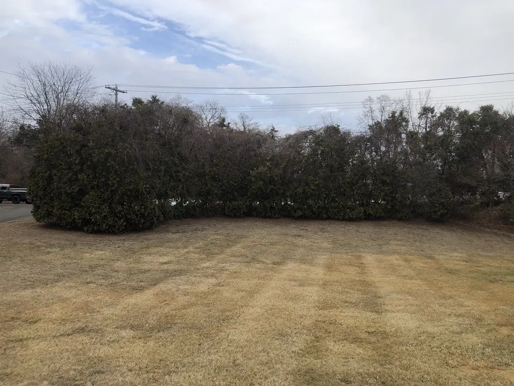 Custom landscaping services for outdoor upgrades across Hamden, CT - Tree Removal by Tom Mathews