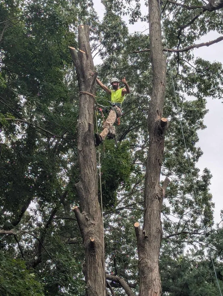 Trusted landscape design experts serving Hamden, CT - Tree Removal by Tom Mathews