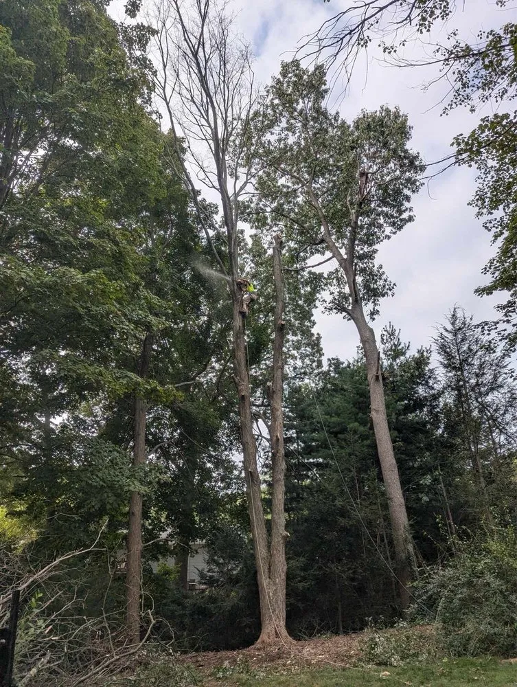 Professional yard cleanup service in Hamden, CT by Tree Removal by Tom Mathews