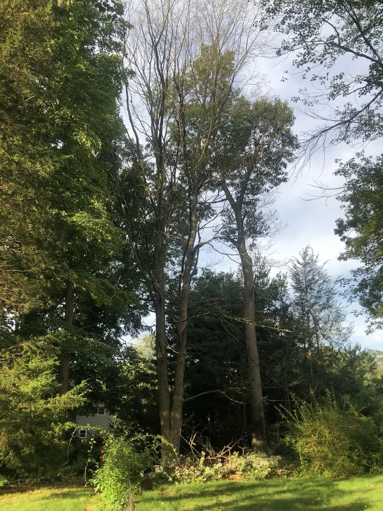 Top-rated lawn mowing service for residential properties in Hamden, CT by Tree Removal by Tom Mathews