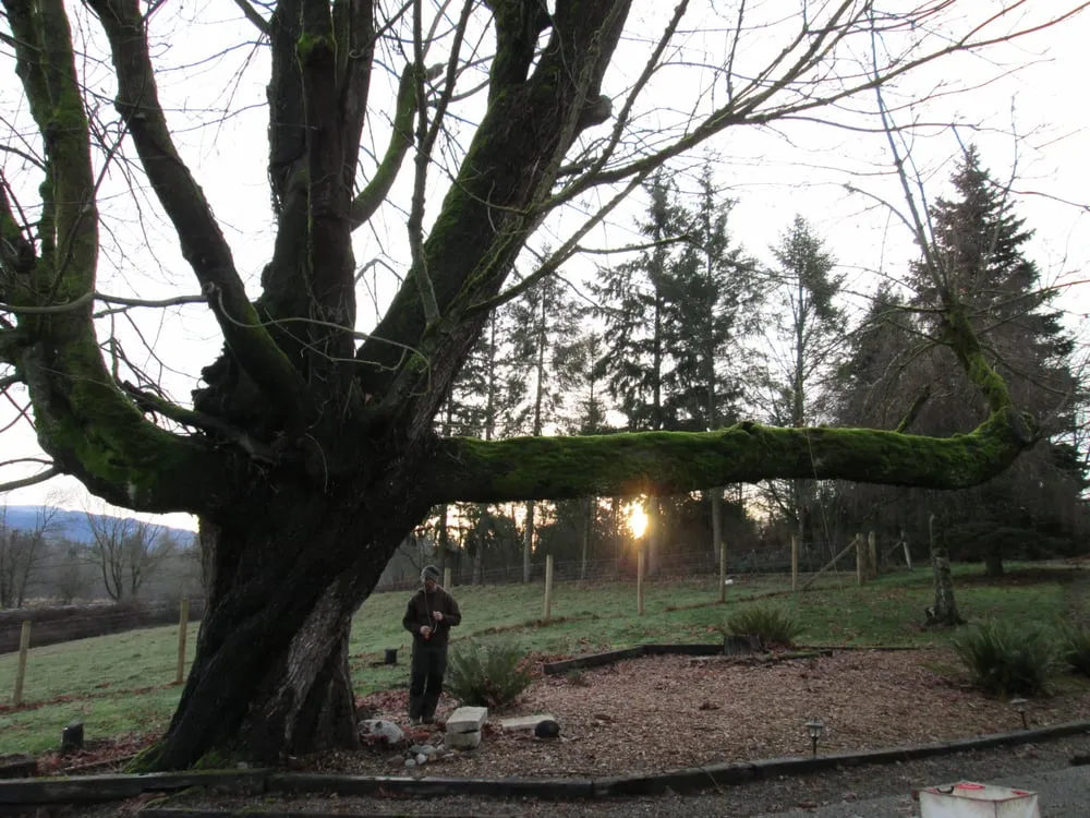 Reliable landscaping services in Federal Way, WA - Tree Resource