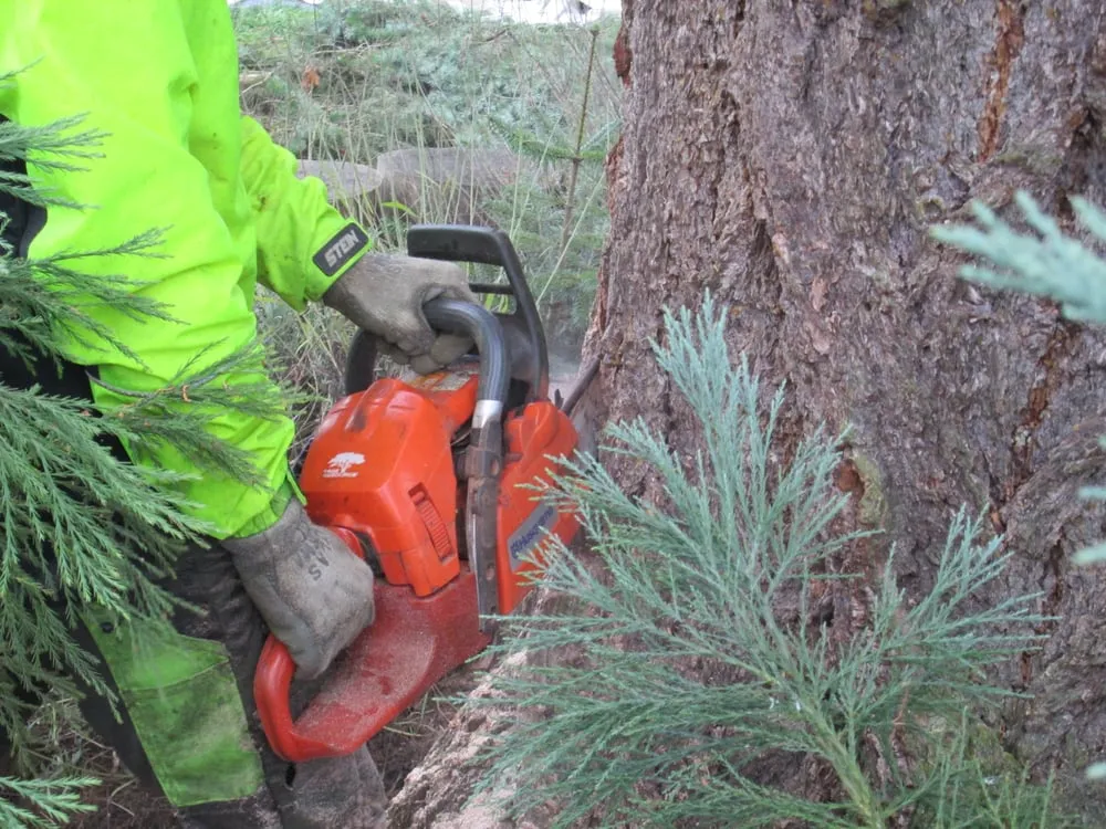 Expert yard cleanup service experts serving Federal Way, WA - Tree Resource