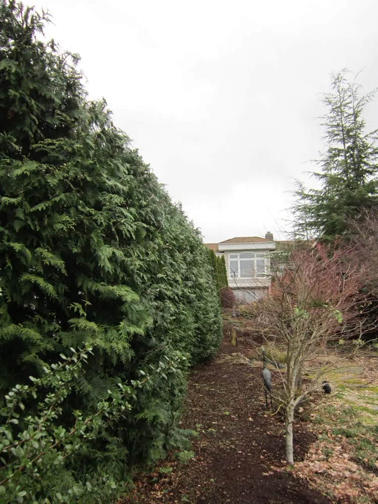 Affordable lawn mowing service for year-round maintenance across Federal Way, WA - Tree Resource