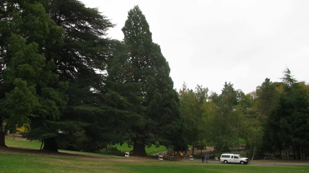 Professional residential landscaping in Federal Way, WA - Tree Resource