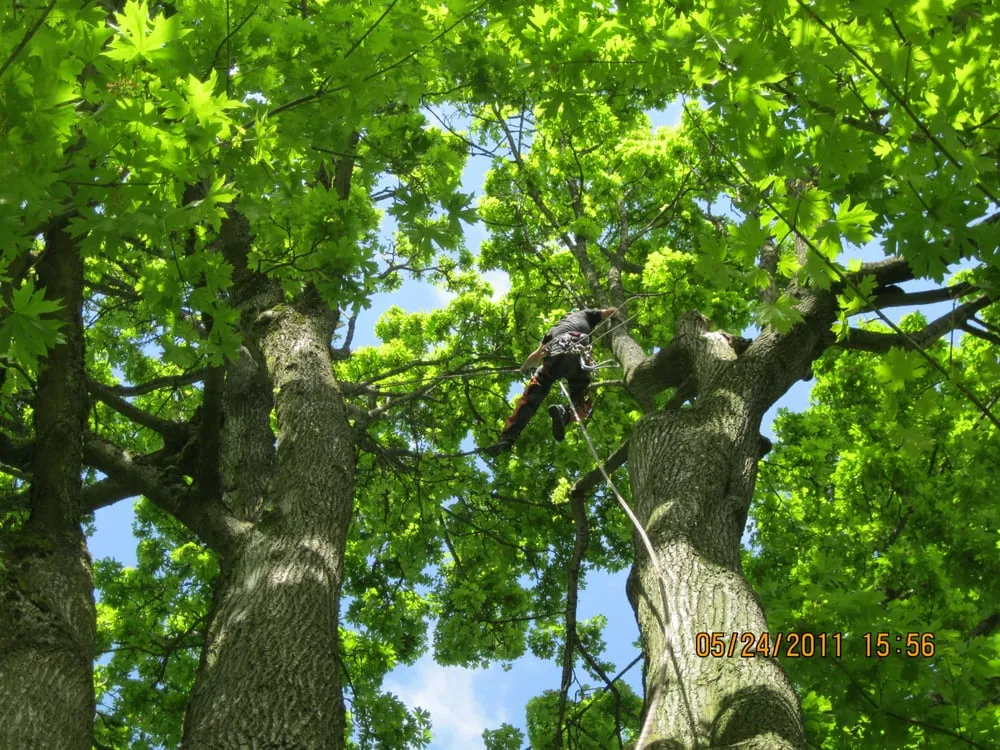 Top-rated yard maintenance in Federal Way, WA by Tree Resource