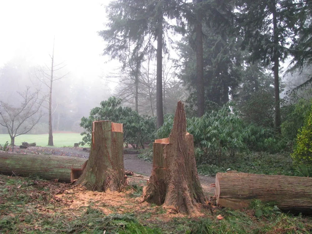 Affordable lawn mowing service in Federal Way, WA - Tree Resource