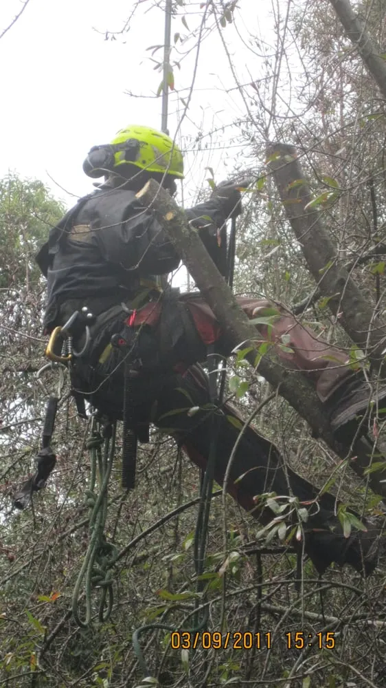 Professional outdoor landscaping for beautiful yards across Federal Way, WA - Tree Resource