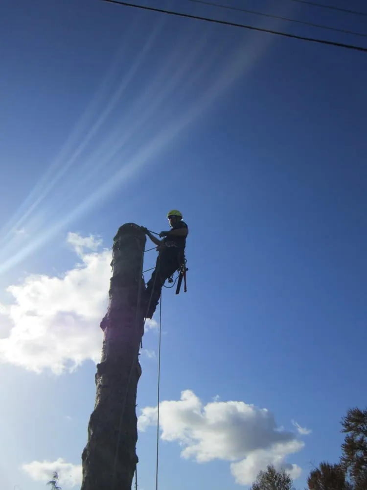 Affordable lawn mowing service with custom design across Federal Way, WA - Tree Resource