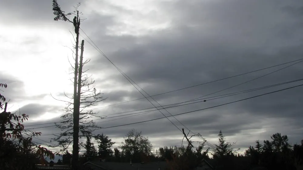 Expert landscaping services in Federal Way, WA by Tree Resource