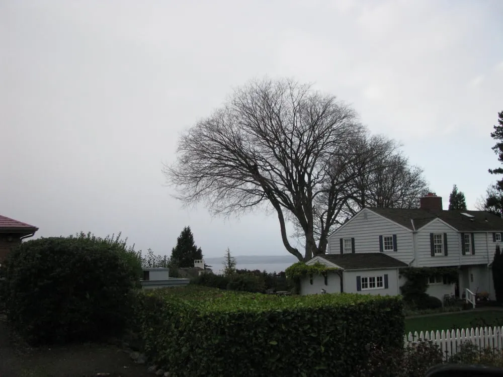 Expert yard cleanup service experts serving Federal Way, WA - Tree Resource