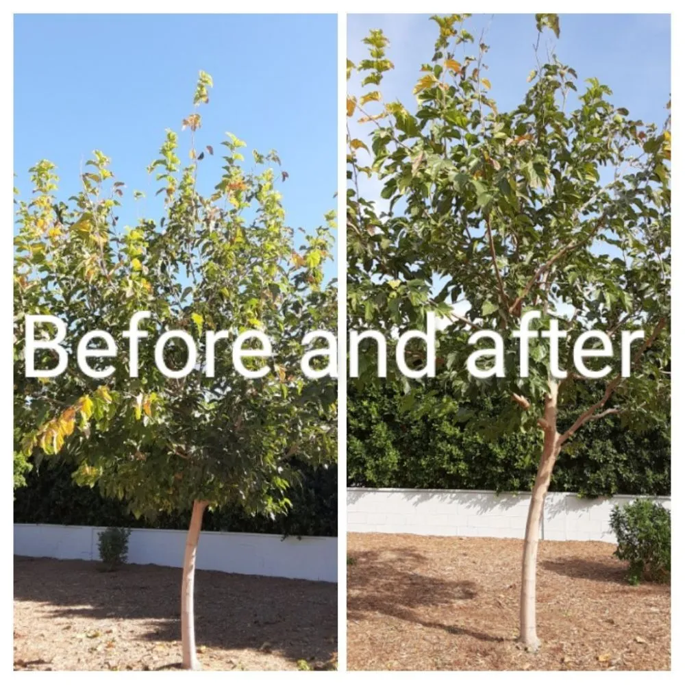 Reliable outdoor landscaping experts serving La Quinta, CA - Tree Scape