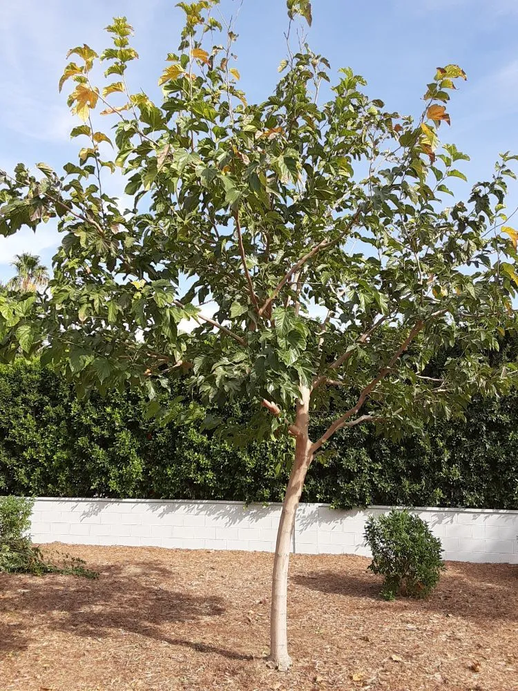 Top-rated garden landscaping for year-round maintenance across La Quinta, CA - Tree Scape