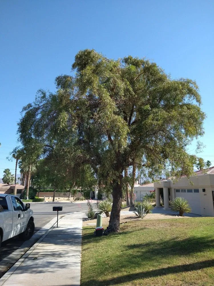 Top-rated landscape design in La Quinta, CA - Tree Scape