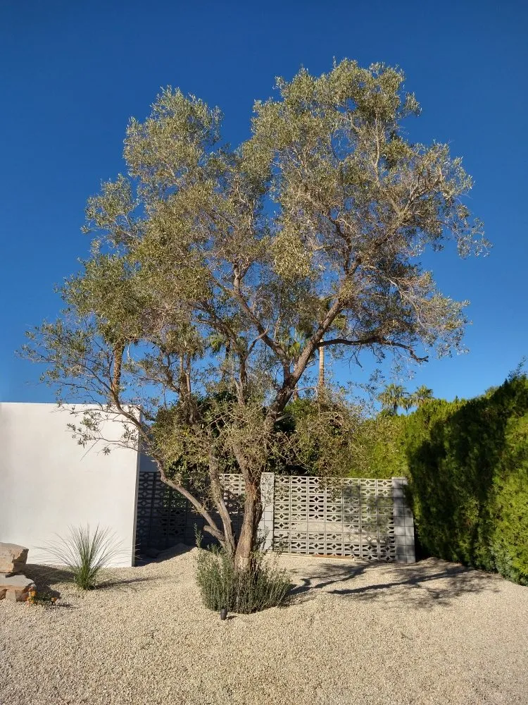 Expert landscaping services in La Quinta, CA - Tree Scape