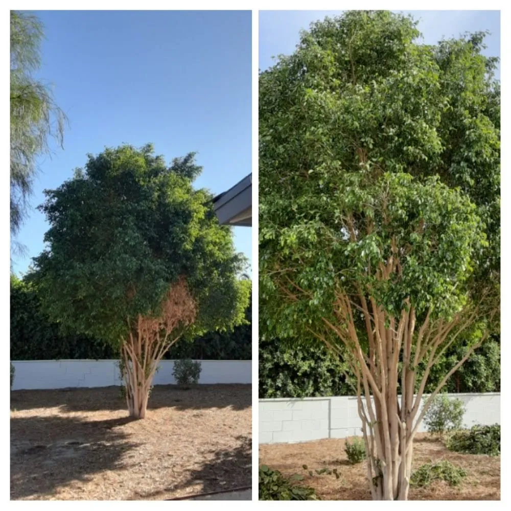 Top-rated garden landscaping with custom design in La Quinta, CA by Tree Scape