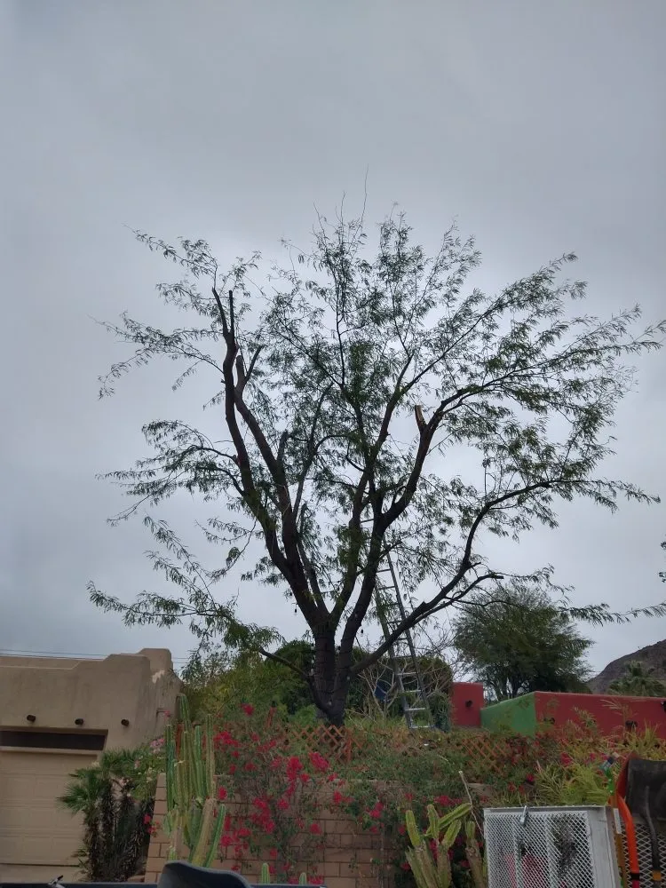 Affordable lawn care service for year-round maintenance across La Quinta, CA - Tree Scape