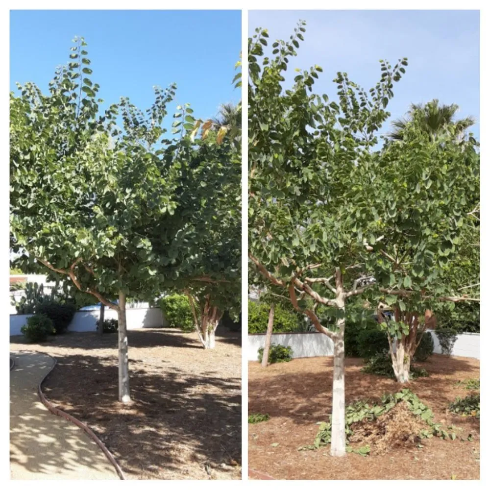 Trusted landscaping services in La Quinta, CA - Tree Scape