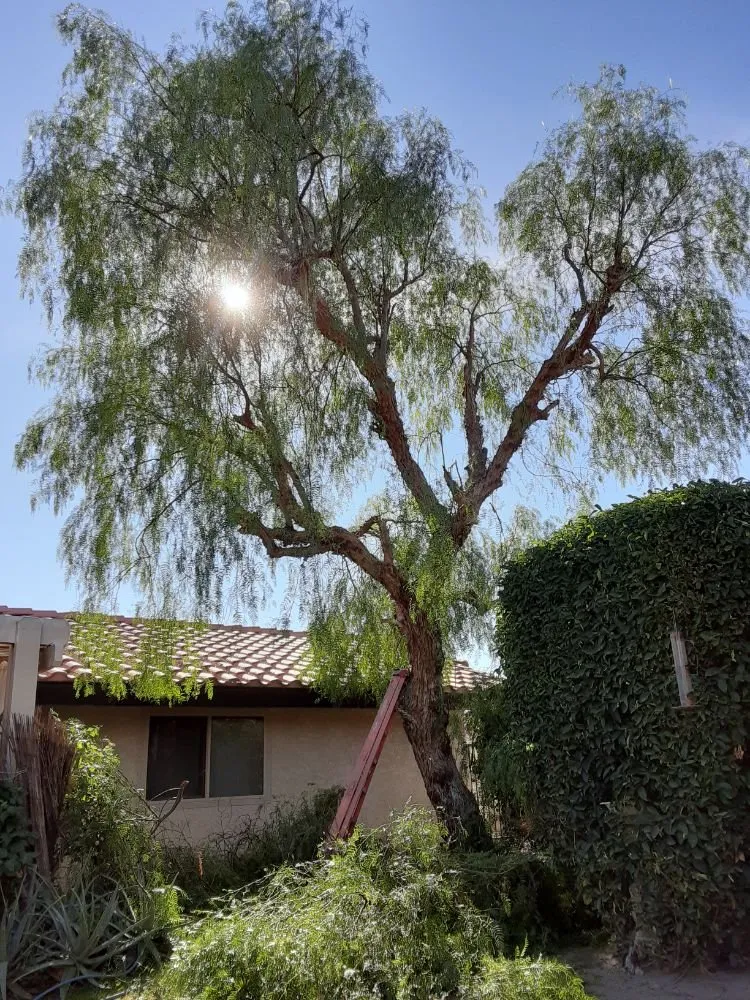 Top-rated outdoor landscaping in La Quinta, CA - Tree Scape