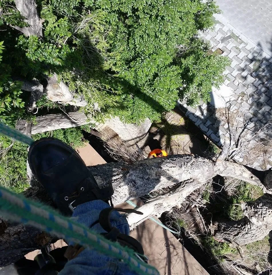 Custom yard maintenance in Avon, CO - Tree Selects and Landscaping