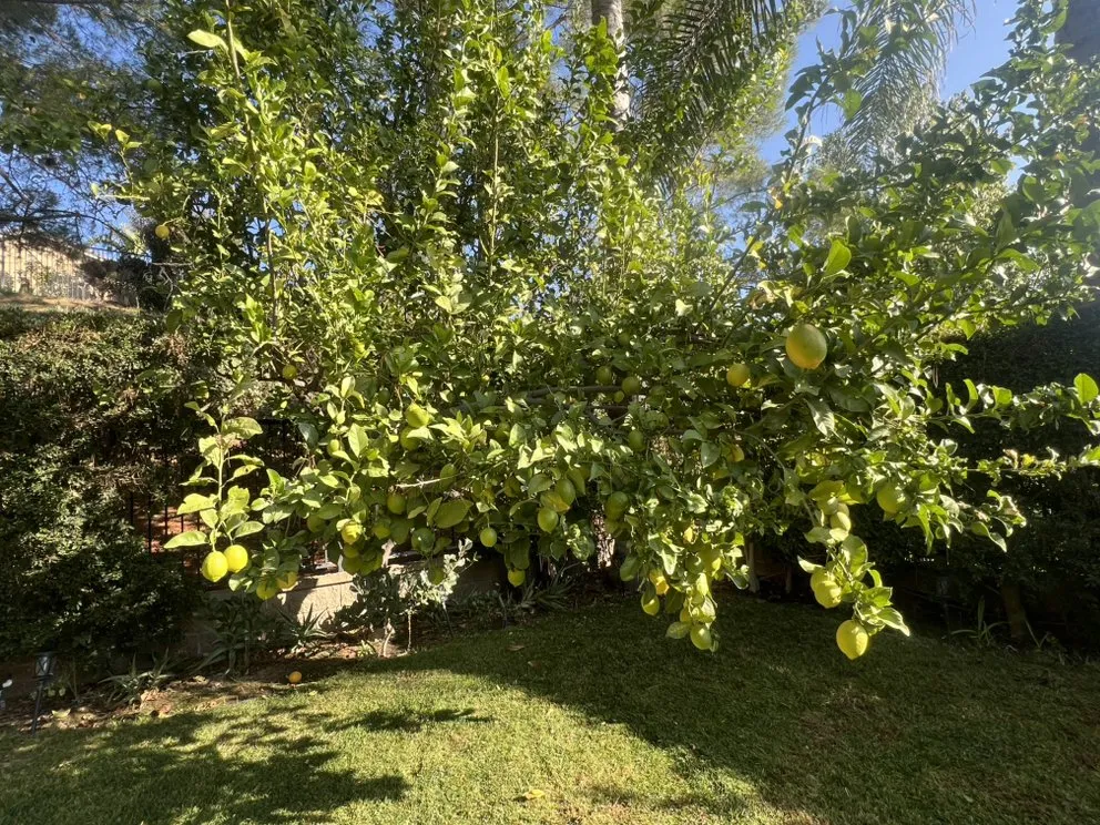 Custom yard maintenance near you in Santa Clarita, CA by Tree Service and Landscaping