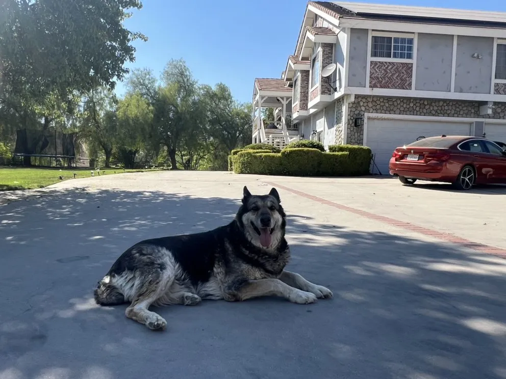 Local landscaping services for homes in Santa Clarita, CA by Tree Service and Landscaping