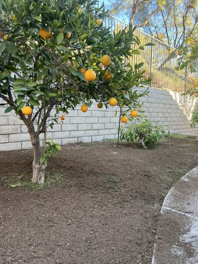 Custom yard maintenance in Santa Clarita, CA by Tree Service and Landscaping