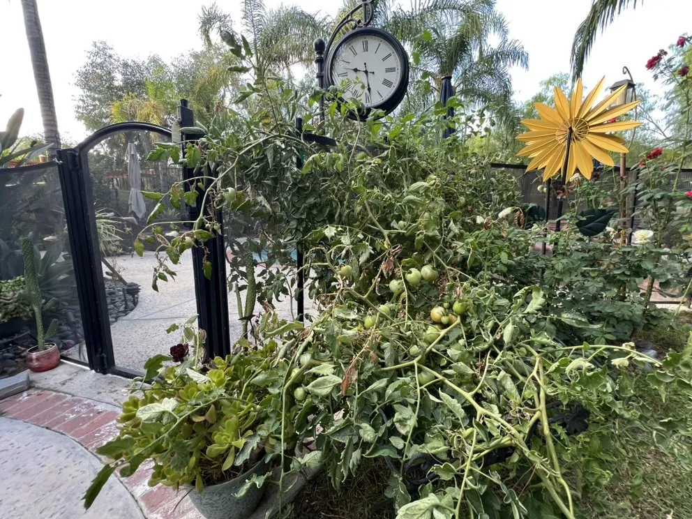 Professional yard maintenance experts serving Santa Clarita, CA - Tree Service and Landscaping