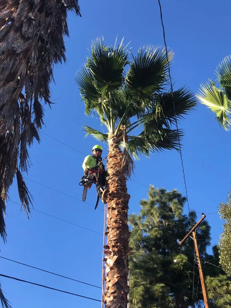 Top-rated yard cleanup service experts serving Santa Clarita, CA - Tree Service and Landscaping