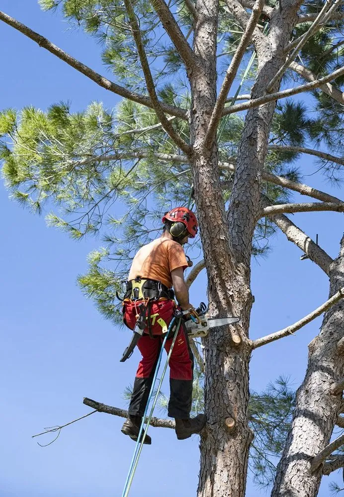 Top-rated garden landscaping near you across Santa Clarita, CA - Tree Service and Landscaping