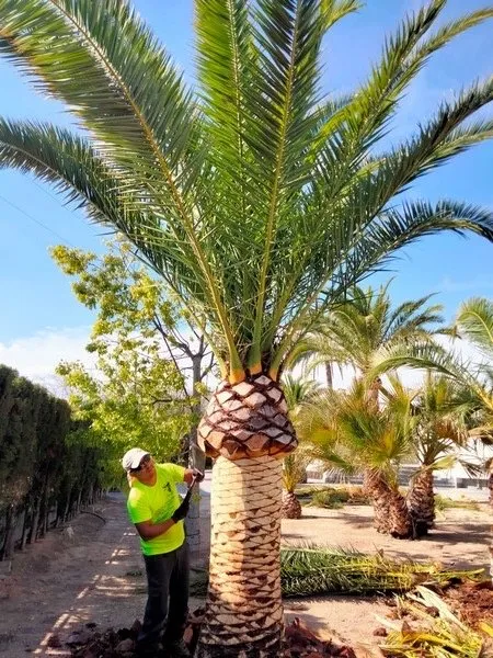 Custom landscaping services for outdoor upgrades in Santa Clarita, CA by Tree Service and Landscaping