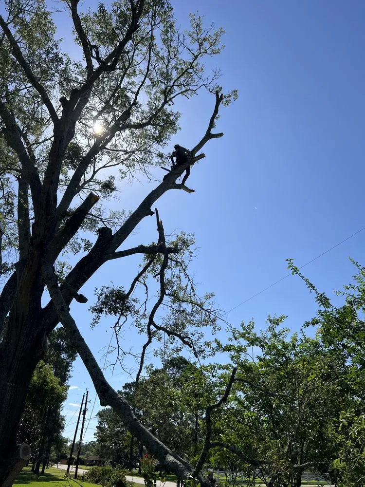 Top-rated lawn care service for year-round maintenance in Baytown, TX by Tree service