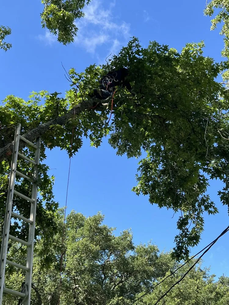 Custom yard maintenance in Baytown, TX by Tree service