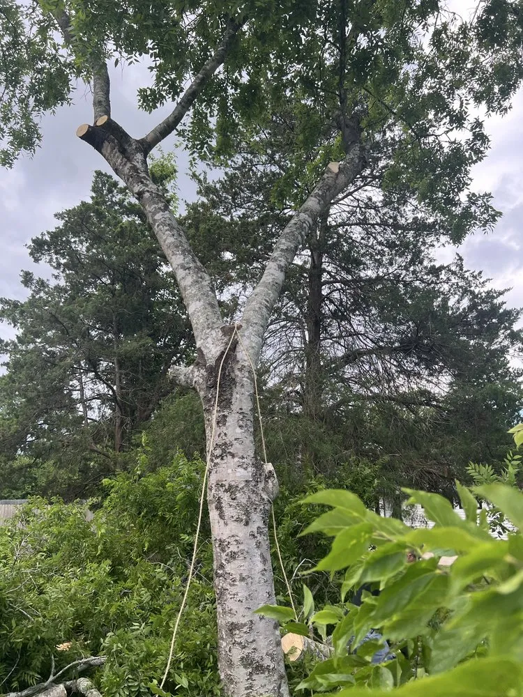 Expert lawn care service in Baytown, TX - Tree service