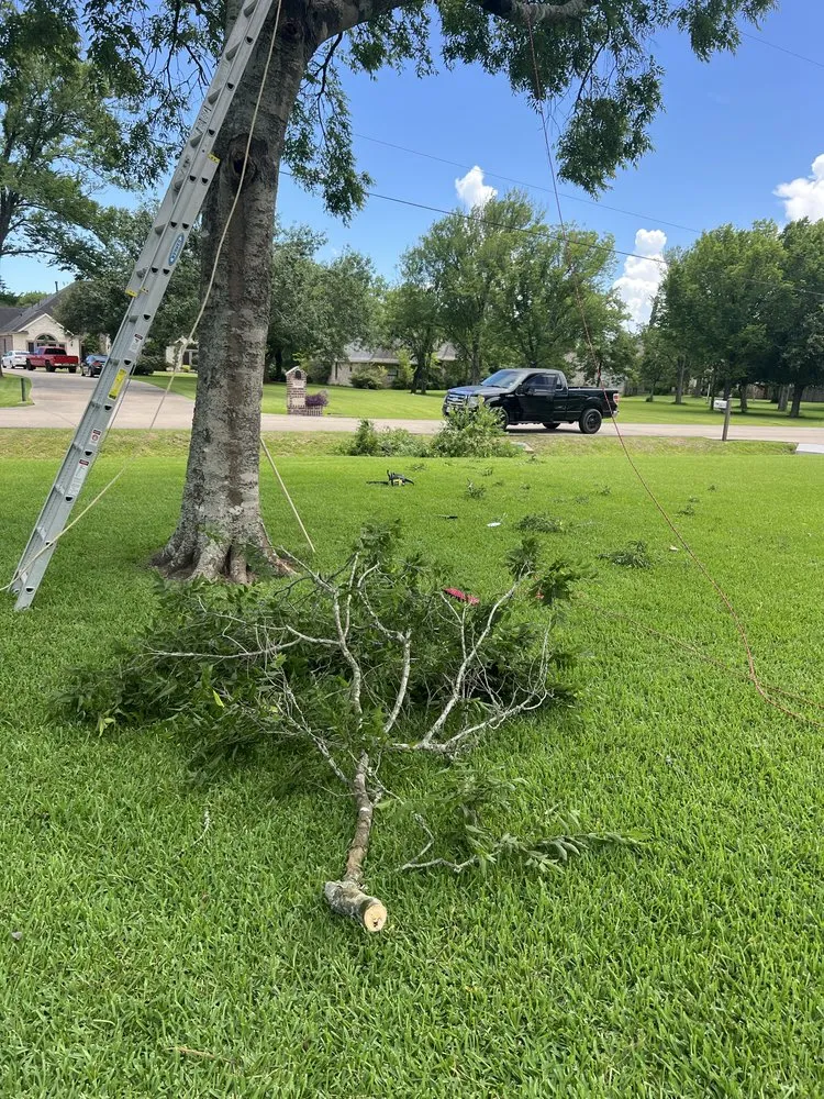 Top-rated landscape design in Baytown, TX - Tree service