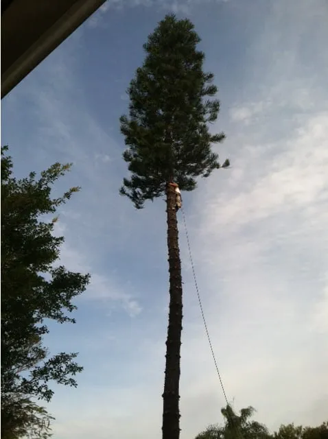 Trusted landscaping services with custom design in North Fort Myers, FL by Tree Service By Chris