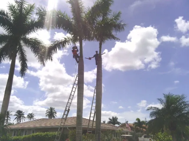 Professional yard cleanup service with custom design in North Fort Myers, FL by Tree Service By Chris